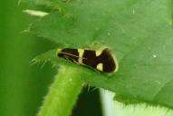 Incurvaria praelatella