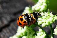 Ceratomegilla (Hippodamia) notata