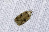Agonopterix arenella