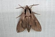 Sphinx pinastri(♂)