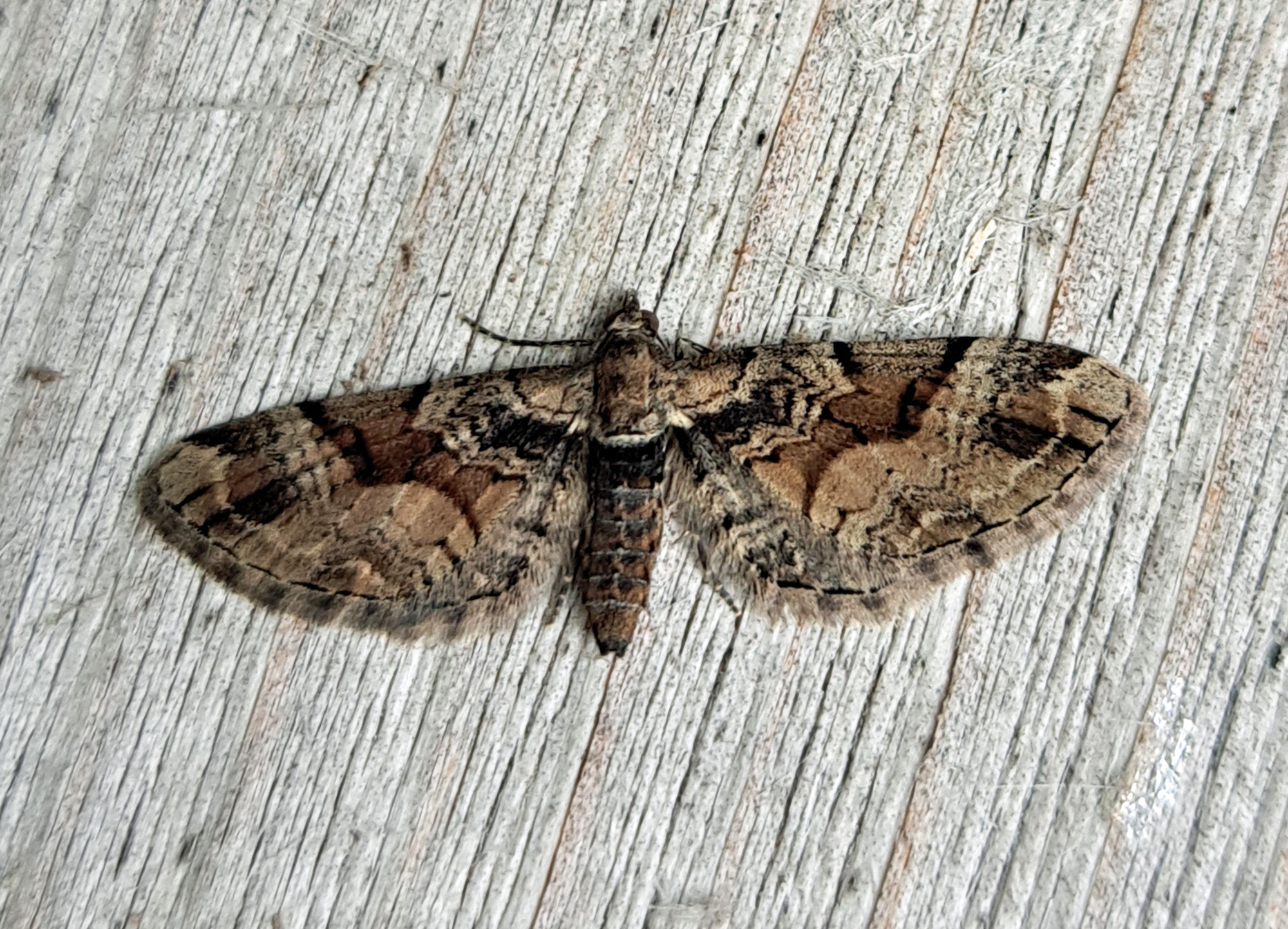 Eupithecia sinuosaria