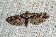 Eupithecia sinuosaria