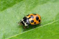 Ceratomegilla (Hippodamia) notata