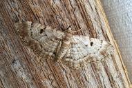 Eupithecia abietaria