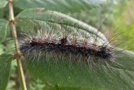 Lithosia quadra (Raupe)