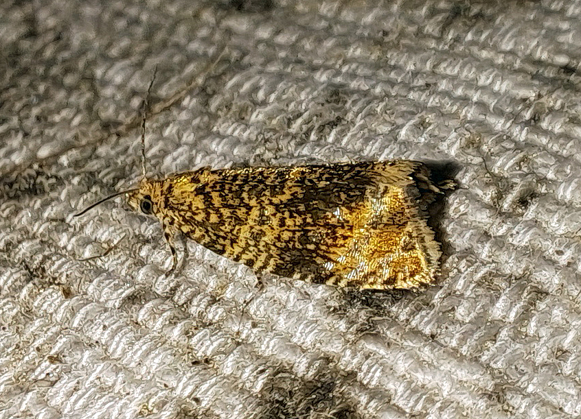 Celypha (Syricoris) lacunana