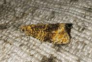 Celypha (Syricoris) lacunana