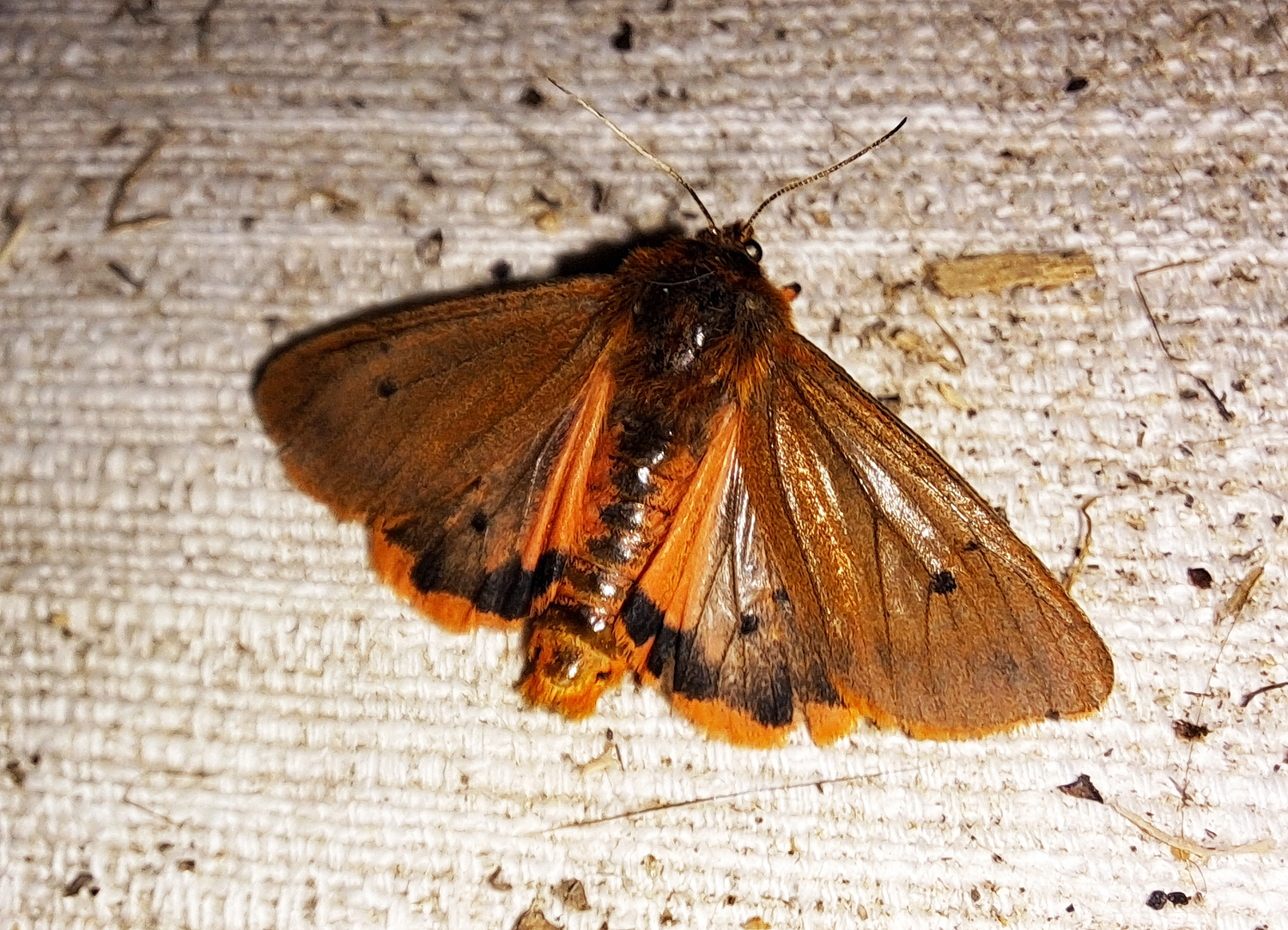 Phragmatobia fuliginosa