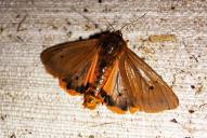 Phragmatobia fuliginosa