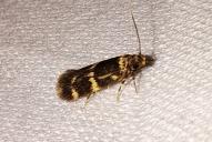 Oegoconia deauratella