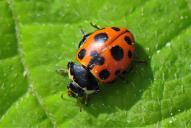 Ceratomegilla (Hippodamia) notata