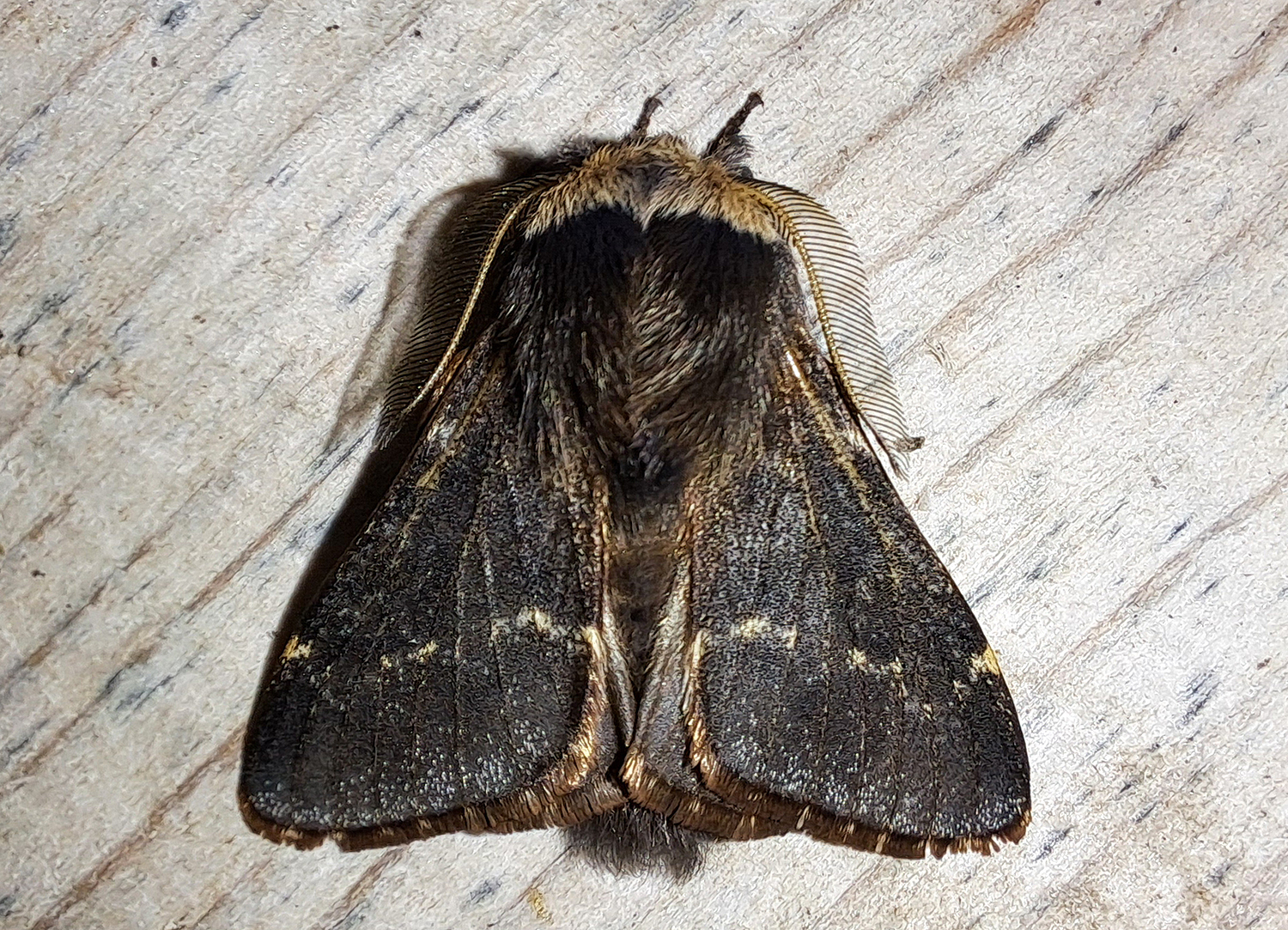 Poecilocampa populi(♂)