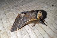 Poecilocampa populi(♂)