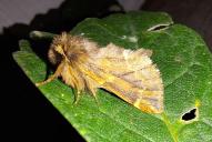 Ptilophora plumigera