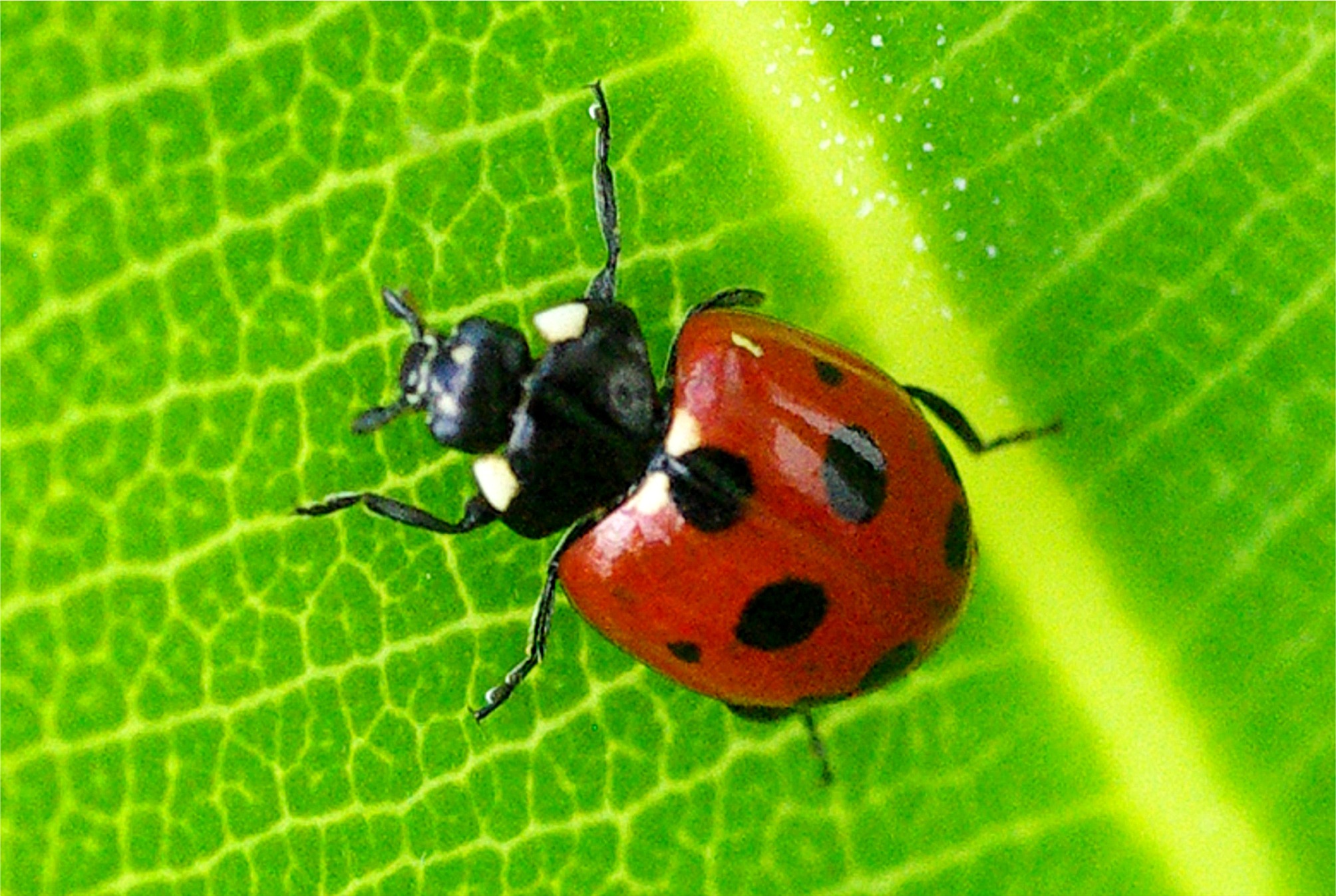 Hippodamia variegata