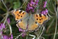 Nymphalis polychloros