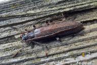 Calopus serraticornis