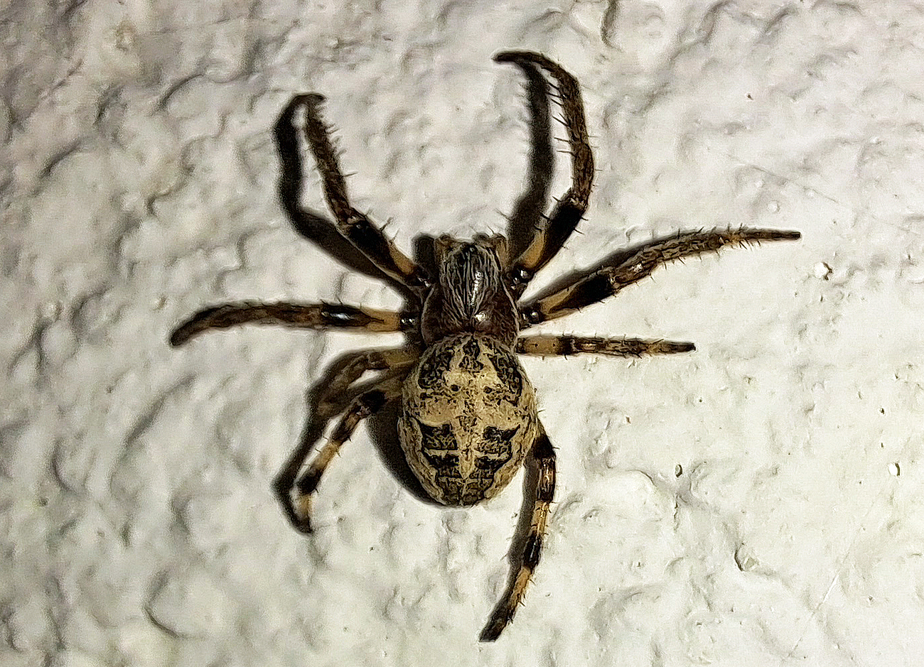 Larinioides cornutus