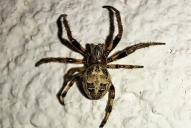 Larinioides cornutus