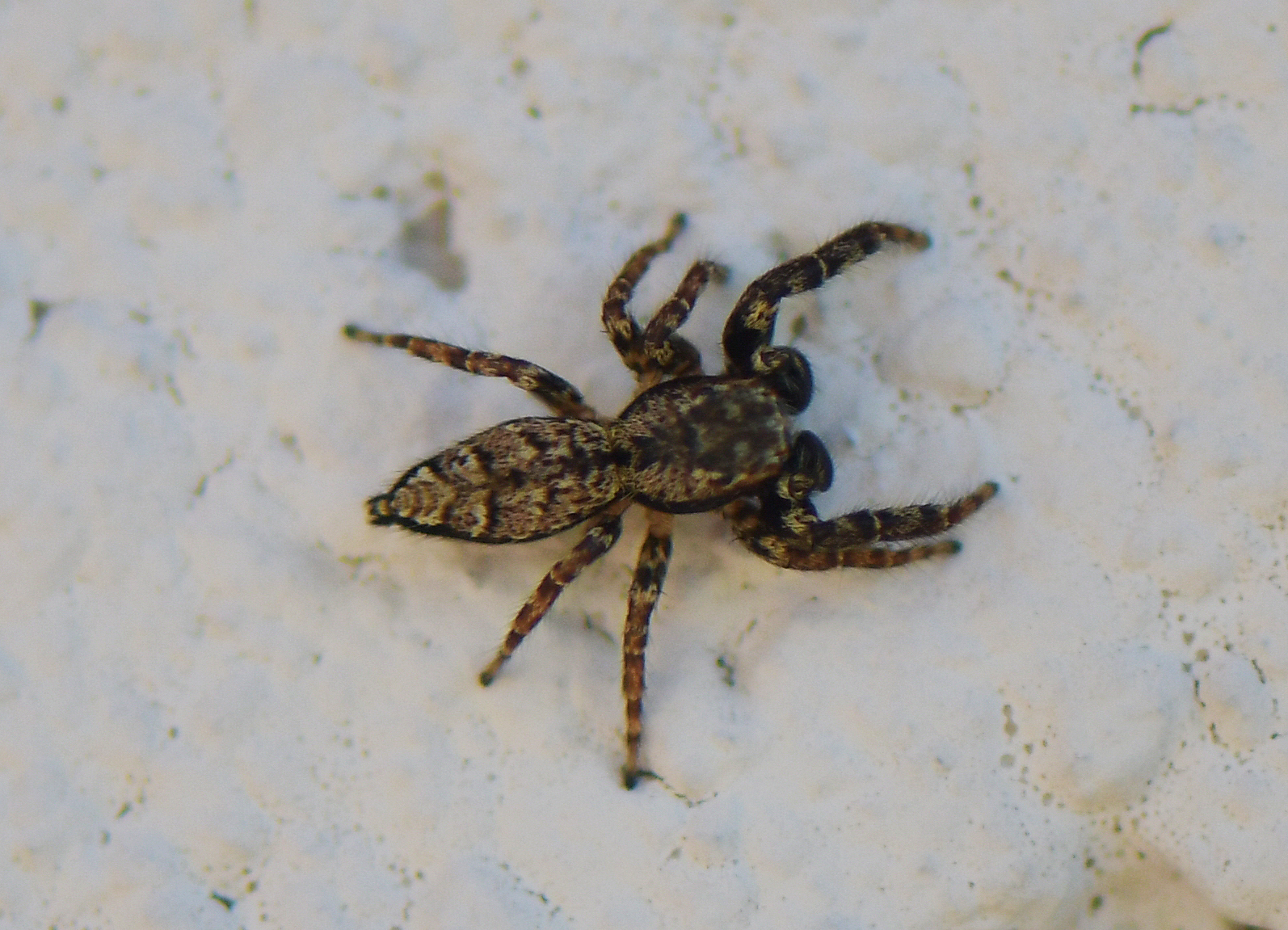 Marpissa muscosa