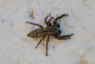Marpissa muscosa