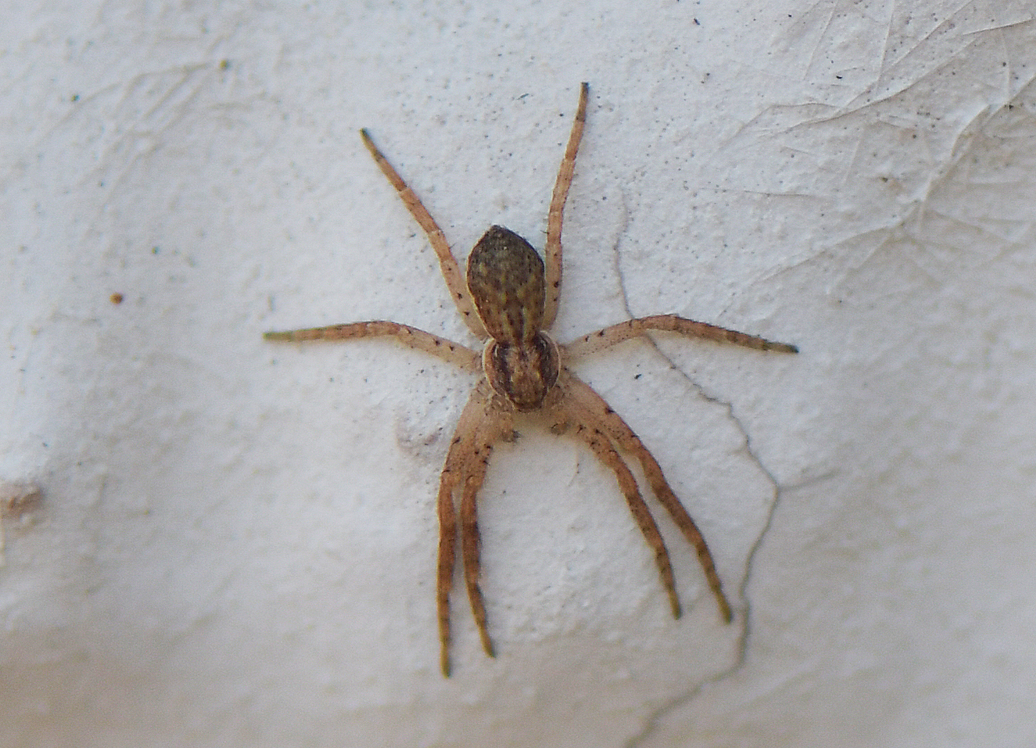 Philodromus dispar(♀)