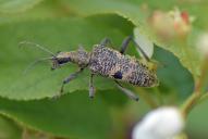 Rhagium mordax