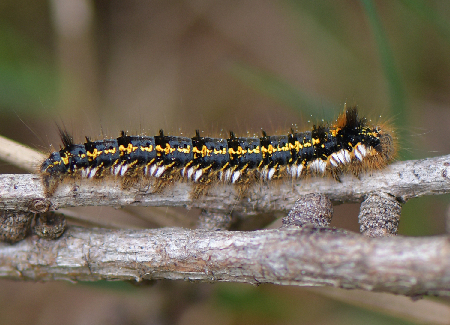 Euthrix potatoria (Raupe)