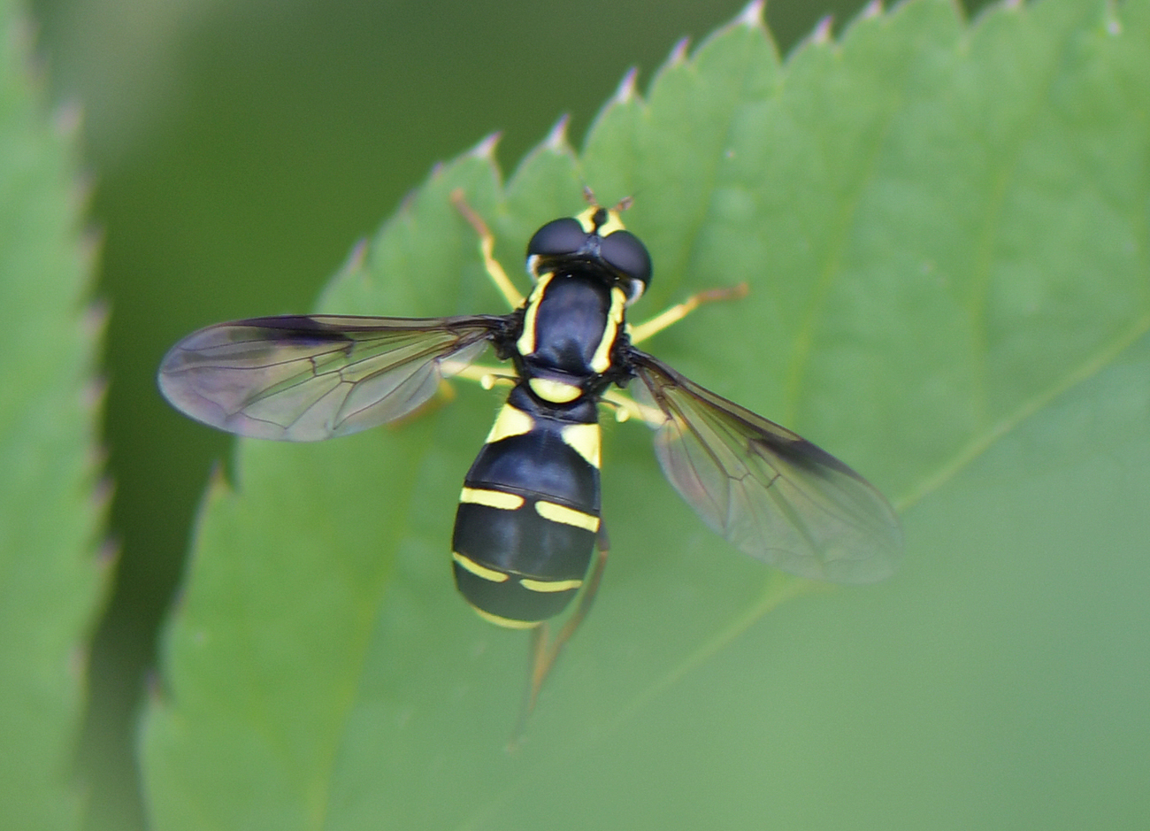 Xanthogramma pedissequum(♀)