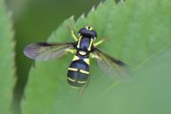 Xanthogramma pedissequum