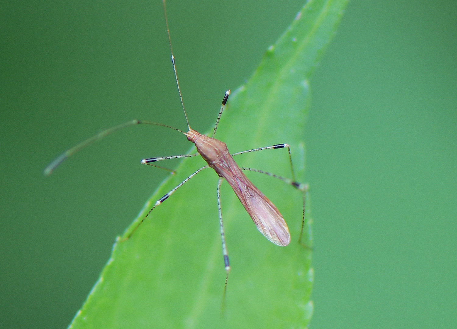 Metatropis rufescens