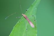 Metatropis rufescens