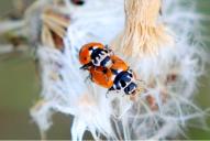 Hippodamia variegata