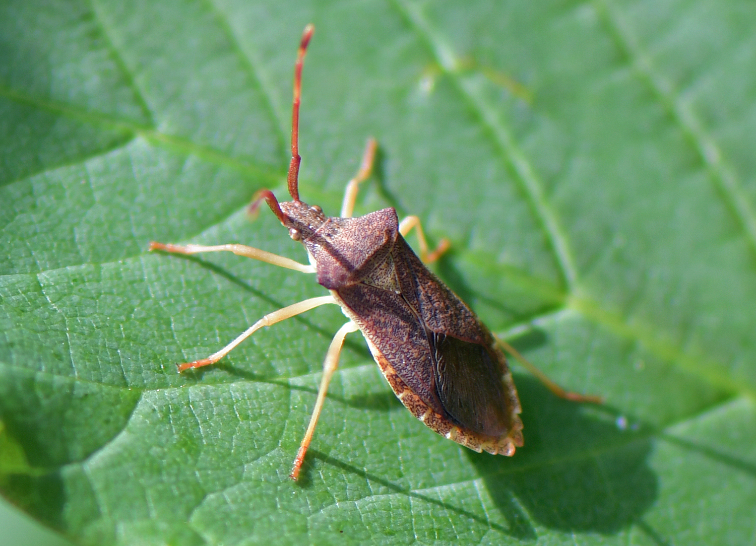 Gonocerus acuteangulatus