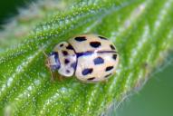 Propylea quatuordecimpunctata