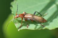 Cantharis livida