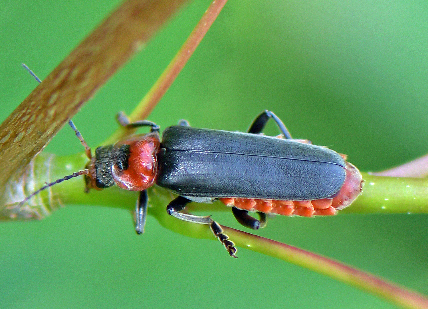 Cantharis fusca