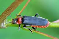 Cantharis fusca