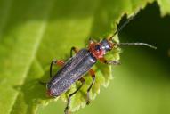 Cantharis rustica
