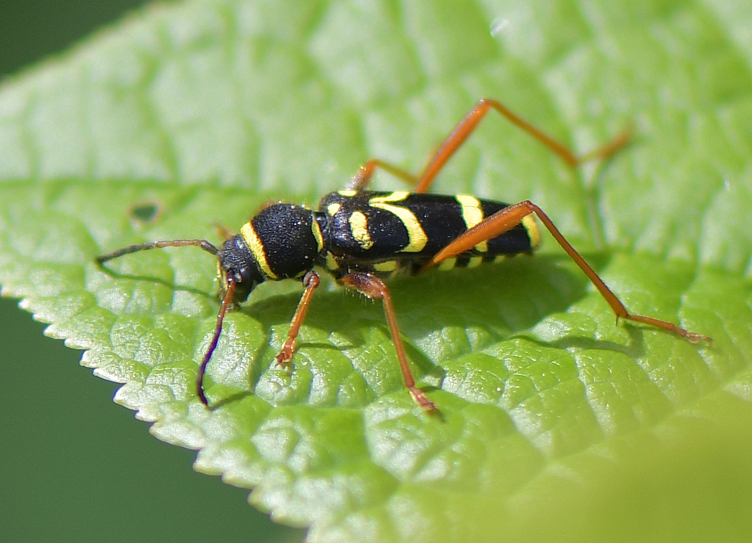 Clytus arietis