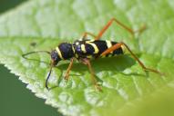 Clytus arietis