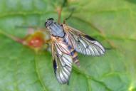 Rhagio vitripennis
