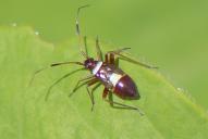 Closterotomus biclavatus(Nymphe)