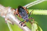Rhynocoris annulatus