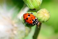 Hippodamia variegata