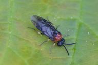 Eutomostethus ephippium