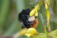 Bombus mastrucatus(☿)