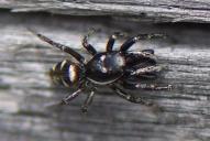 Salticus scenicus