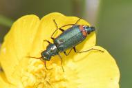 Malachius bipustulatus