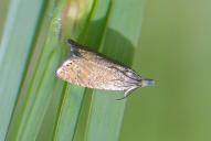 Dichrorampha plumbana